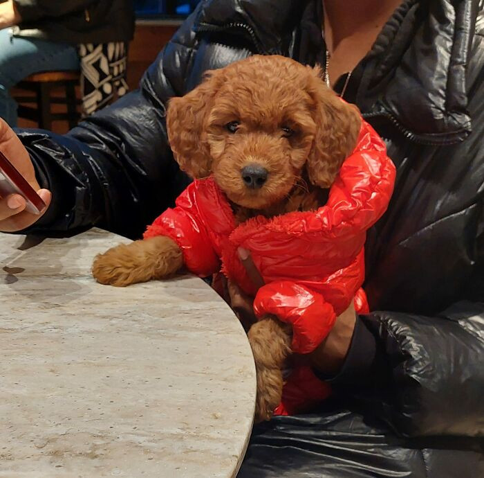 36. Saw This 8 Week Old Cutie At A Cafe!