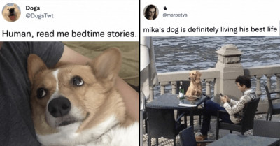 Bestest Doggo Tweets Of The Week, Month, And Quite Possibly The Entire Year