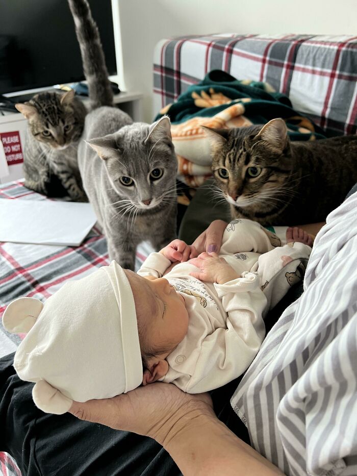 13. The new family member gets the full feline inspection