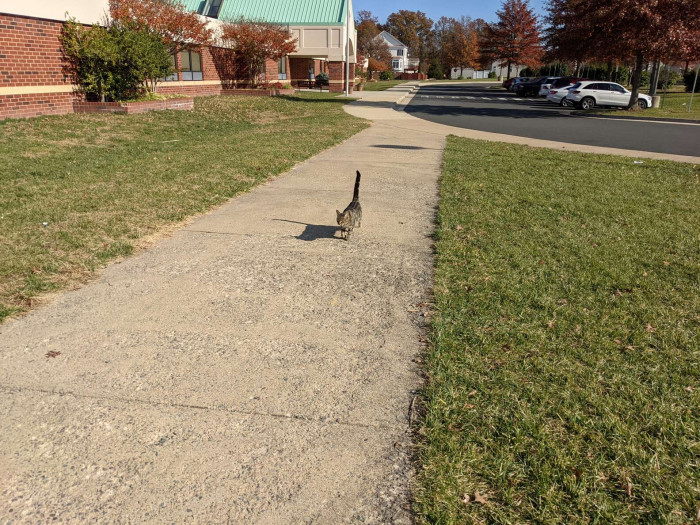 She walks them to school