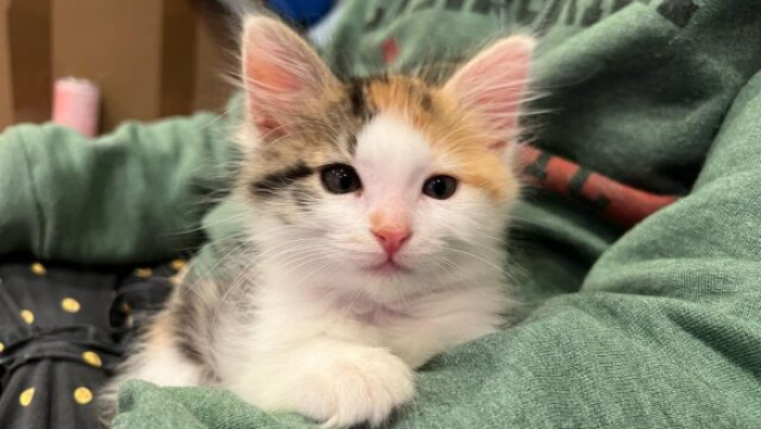 She met Cardamom in the shelter