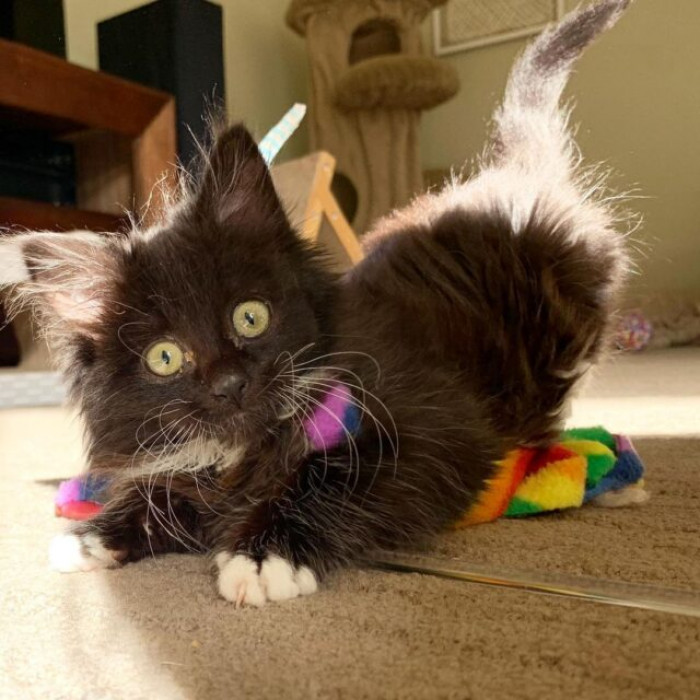 This kitten has come a long way, and we are very proud of her.