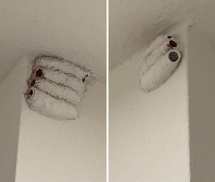 15. Has anyone witnessed this occurrence before? I recently relocated to a newly constructed residence, and to my surprise, the landlord simply covered a couple of wasp nests in my closet with paint.