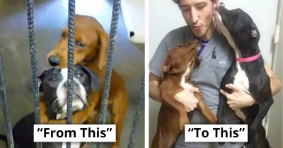 Shelter Dog Hugs Best Friend Just Before She Was About to Put Them Down; Photo Goes Viral in Minutes and the Dog Gets Saved