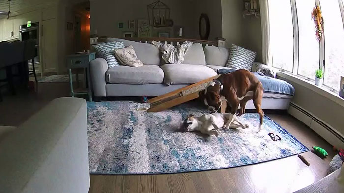 One paw at a time, Reggie turned panic into protection.