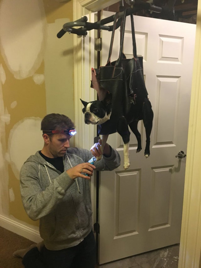 17. A pug that hates getting its nails clipped is resigned to Its fate.