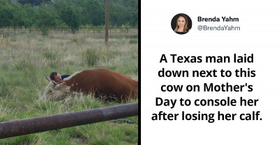 Wholesome Post Went Viral When Man Was Recorded Comforting His Cow After She Lost Her Baby Calf