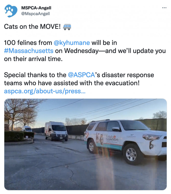 The staff and volunteers from MSPCA and their followers were also anticipating the arrival of the hundred cats.