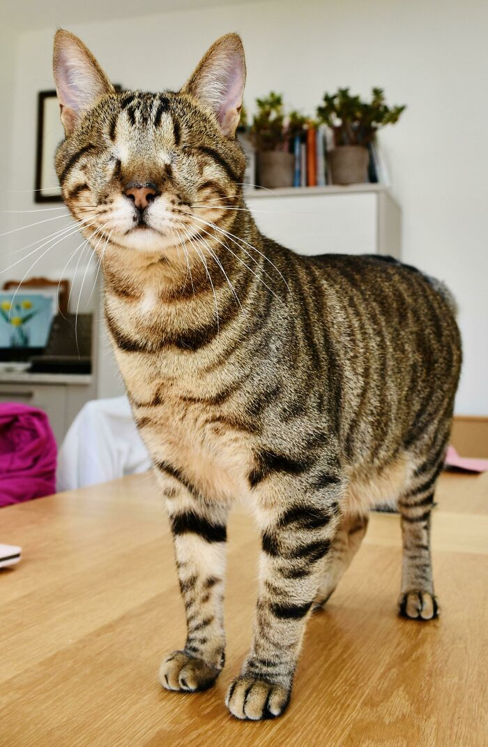 "Meet Dmitri, 2-Year-Old Blind Rescue Tabby From Greece 💖"