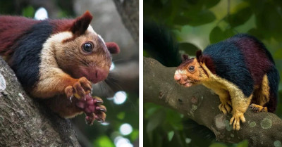 Meet The Malabar Giant Squirrel, The World's Largest Squirrel With So Much Color You Won't Believe Your Eyes At First