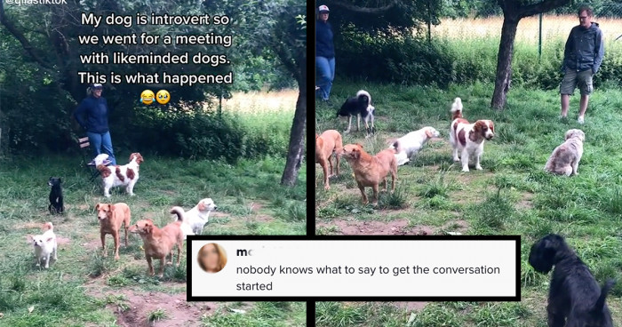 None of the dogs knew how to get the conversation going