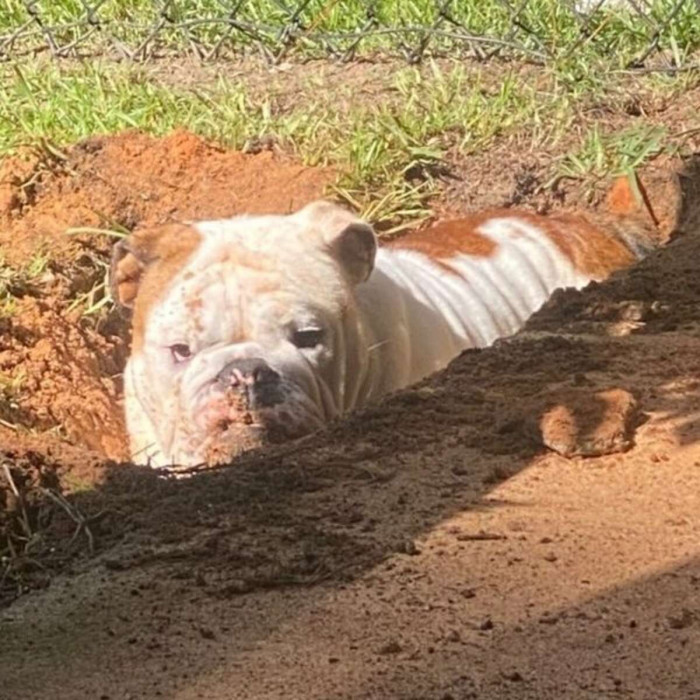 Franklin, the oddball bulldog, sure loves holes.