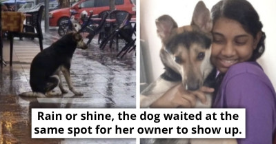 Video Shows Dog Sorrowfully Sitting In The Rain And Waiting For Its Owner, Goes Viral And Reunites Them