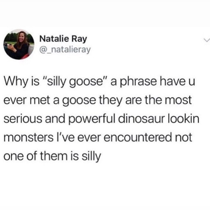 44. Silly geese, are not, in fact, silly!