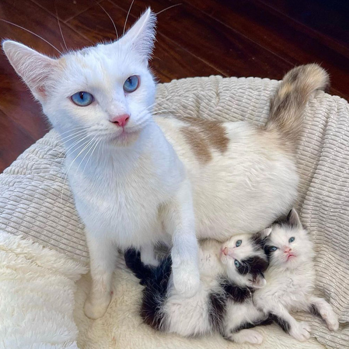 Recently, Grace took in a gorgeous mama cat named Biscuit (who loves to knead her paws) and two adorable brother kittens, Butter and Jam!