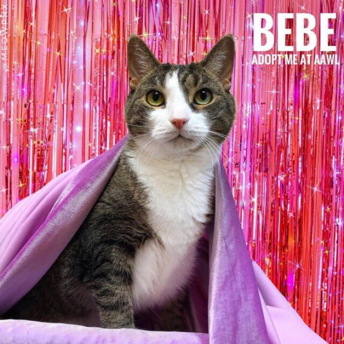 The world of pet photography