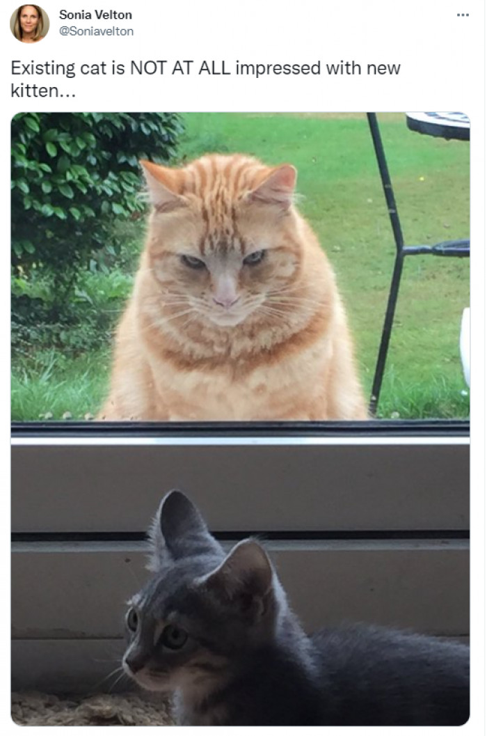 4. This evil cat stare is scary.