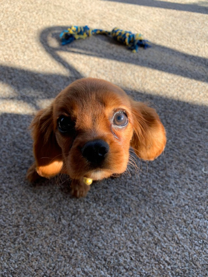 25. My new Cavalier King Charles Spaniel!