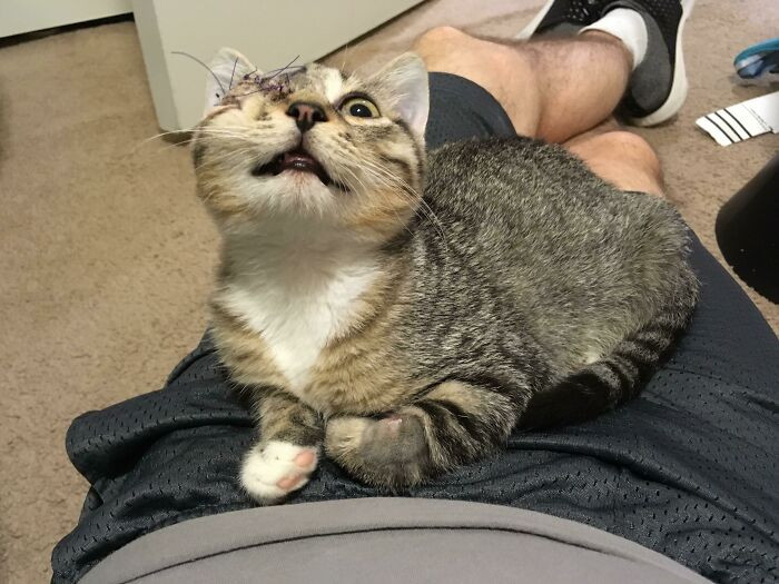 "Coming Down Off Pain Meds, Hank Is An Official Pirate Kitty!"