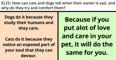 How Cats And Dogs Can Tell When Their Owners Are Sad