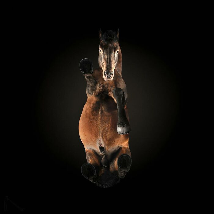 23. “Majestic from every angle — even the one no one asked for.”