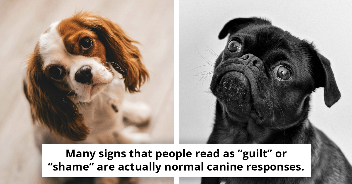 Do Dogs Feel Embarrassment And How to Understand Their Expressions