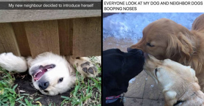 People Post Pictures Of Their "Malfunctioning" Dogs, And Here Are 20 Of The Funniest Submissions