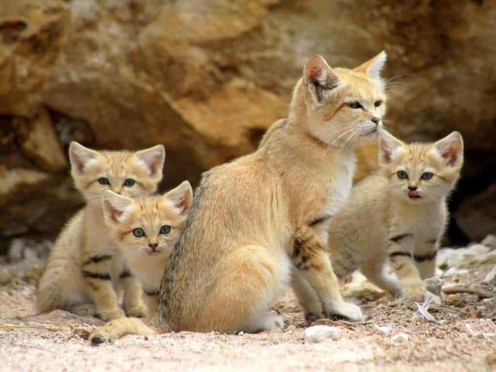 Family of tiny sand cats roaming silently across Sahara dunes under blazing sky.