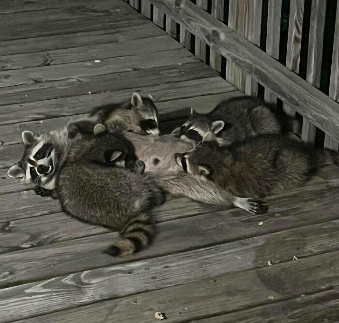 19. Baby Racoons Nursing On My Deck