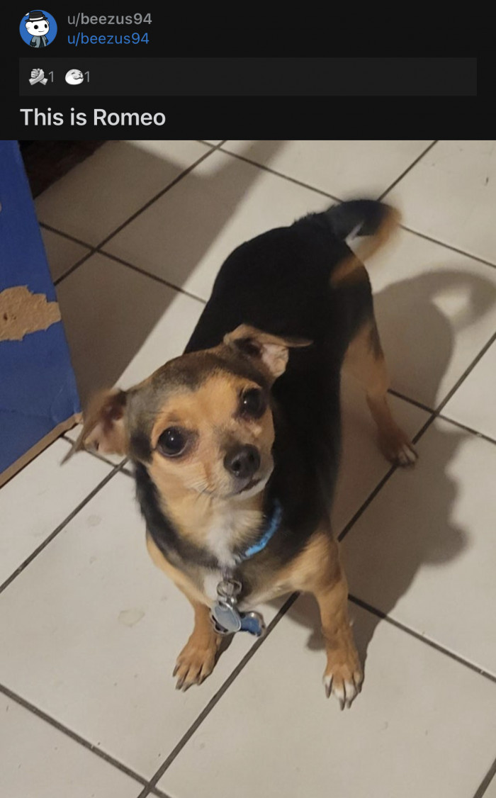 OP successfully paid the pet tax by posting a picture of Little Romeo.