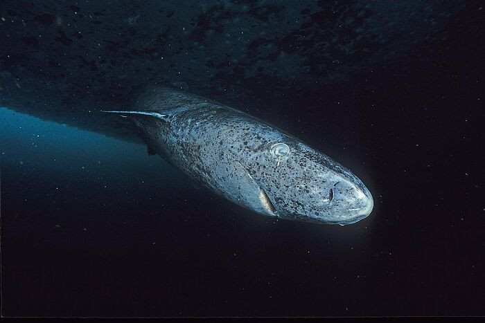 7. Greenland Sharks