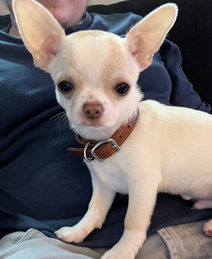 3. “Our new little chihuahua needs a name.”
