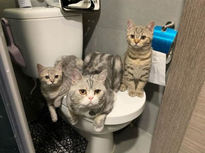15. So you have time to pee but not to play with us? Not cool, human.