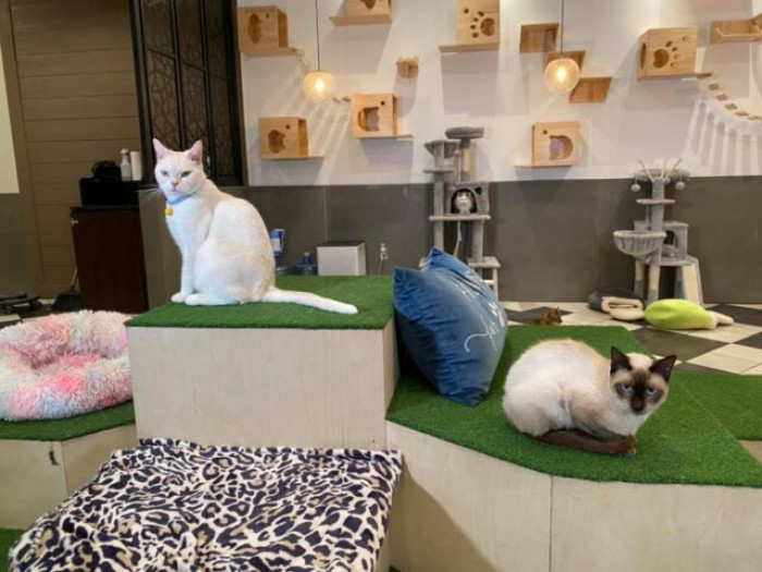 They got their inspiration from a cat café in San Antonio.