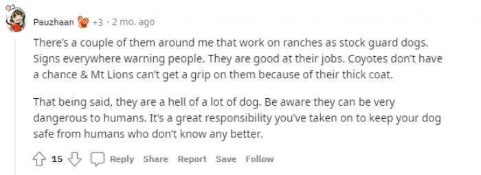 "They are a hell of a lot of dog."