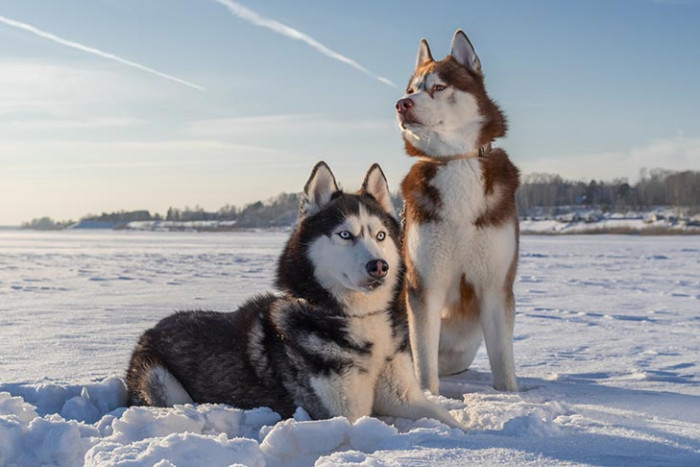 7. Siberian Husky