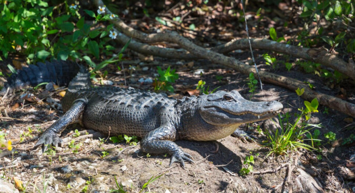 Alligator Courtship and Parenting