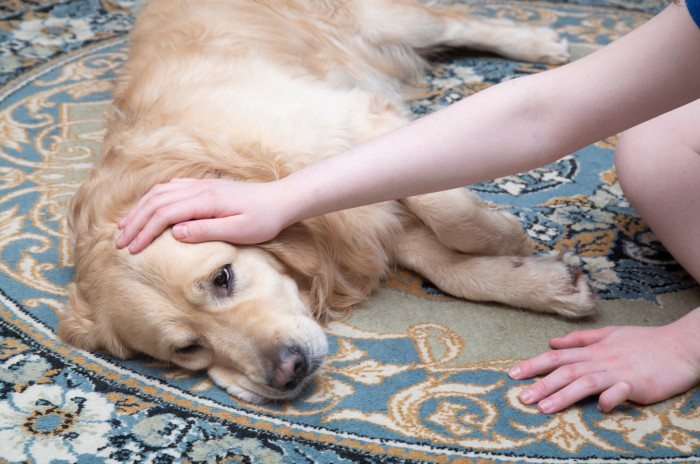 Dogs cannot handle the chemicals used in gum.