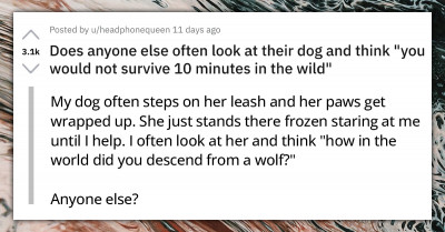 Dog Owners Laugh At The Fact That Their Derpy Furry Friends Could Never Survive In The Wild