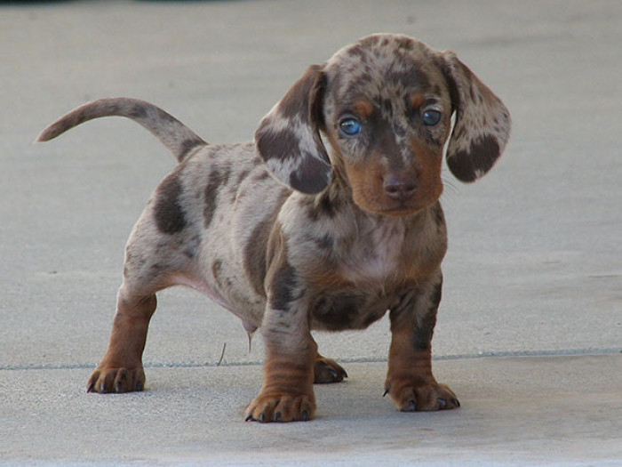 4. Purebred chocolate dapple dachshund, which is a Dachshund & Dalmatian Mutt