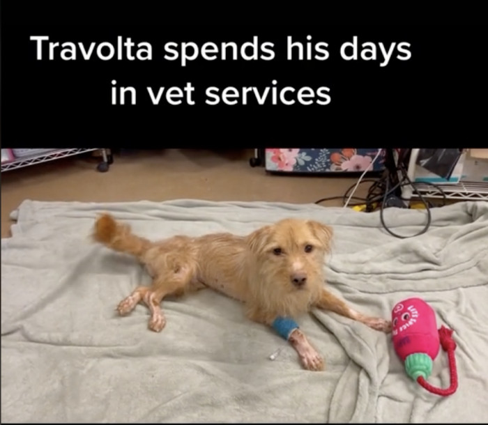 She keeps an eye on him even when she's busy with other pets