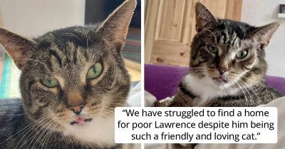 Cat With An Adorably Judgmental Look Because Of His Injuries Is Looking For His New Forever Home
