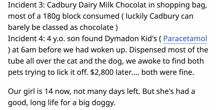 This doggy certainly had a lot of 