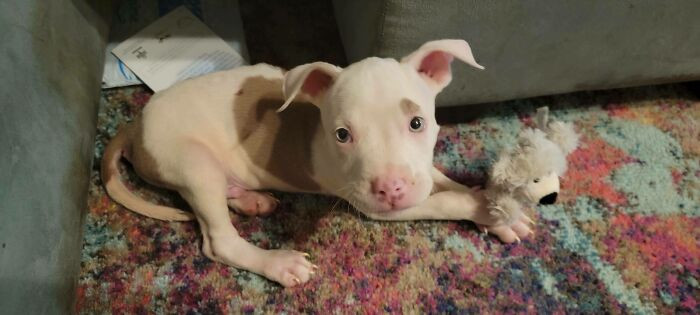 26. "Adopted a new little baby hippo yesterday!"