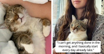 Feral Cat Learns How to Cuddle and Now She Simply Can't Get Enough