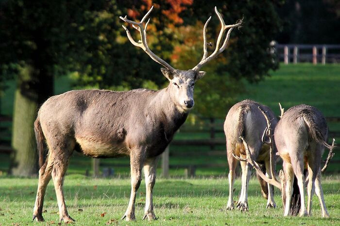 Pere David Deer - Extinct In The Wild Around 1900s