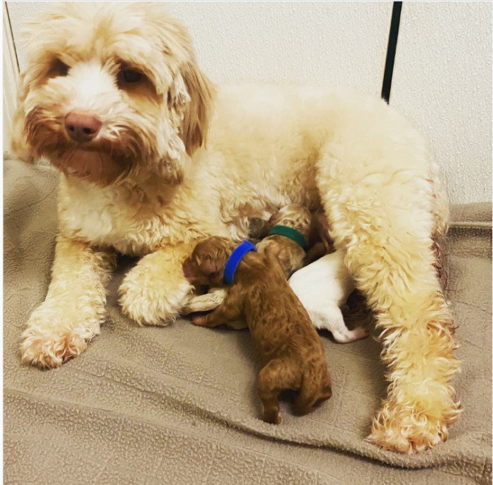 30. Tiny labradoodle family