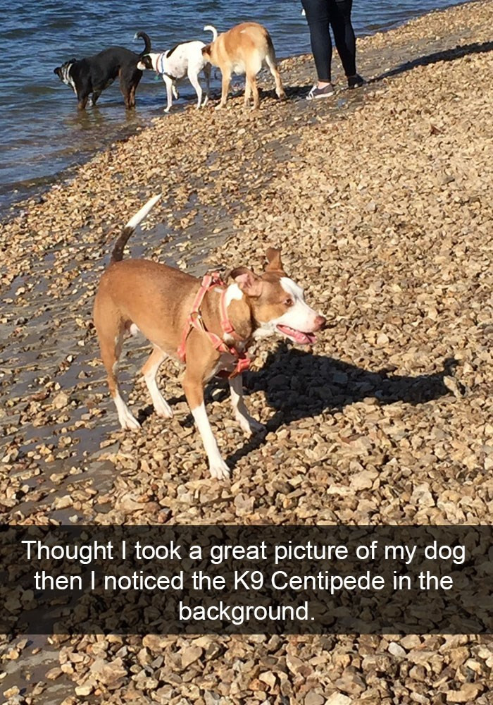 11. What are those dogs in the background doing?