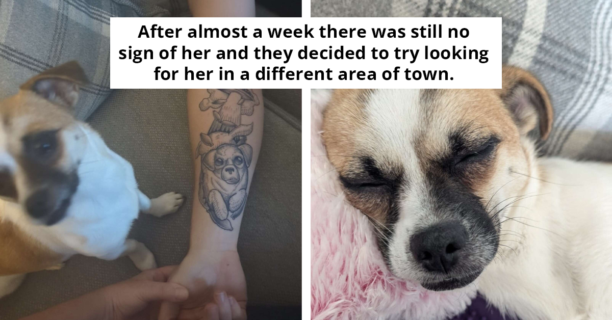 Couple Comes Up With Smart Plan To Find Their Lost Dog After It Ran Off In Fear
