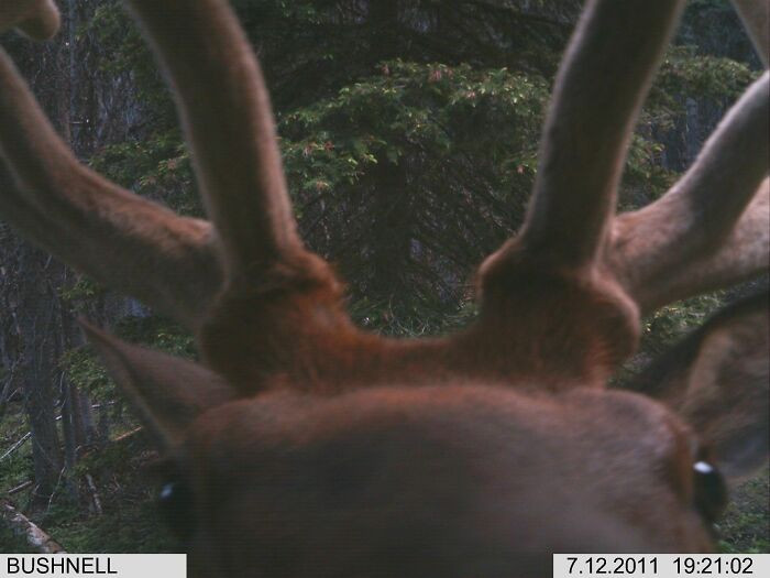 24. Yup. The Trail Cam Works